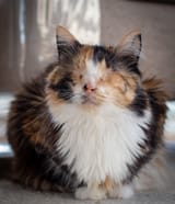 Kater Vanga