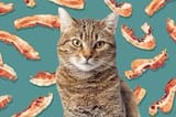 BACONKOT11