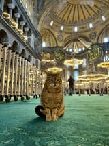 got-this-distinguished-company-when-i-visited-hagia-sofia-v0-9436t66c2anc1