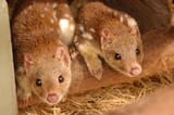 DOUBLEQUOLL