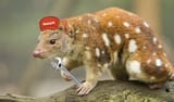 Quoll8