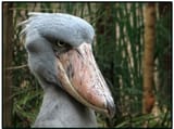 doubtful bird is doubtful