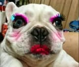 troondog