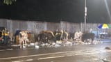 dont feed cows parts of animal meat its unhygienic SAAR