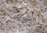 snow leopard camouflage-find the leopard-FREN