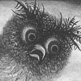 illustration_closeup_owl_face_black_and_white