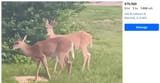 Oh deer
