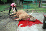 beef-slaughter-leg