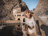 Galta-Ji-Cover-Monkey-Temple