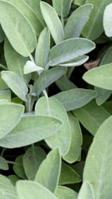 sage