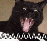 aaaaaaaaaaa-cat-scream