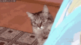 cat-bye