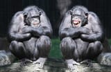 lol chimp frens