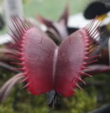 redvagoo