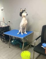 retarded_dog