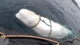 frenlyreminder reminder that this was a russia sado sex whale 