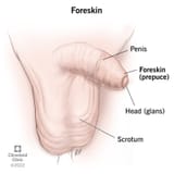 foreskin
