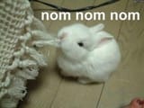 bunny the goat eating anything