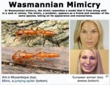 Wasmanian Mimicry-enemy