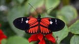 Pretty-poison-and-Müllerian-mimicry-Teaming-up-to-avoid-predation-730x410-2109499176