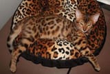 cat-Camouflage-2-288900860
