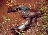 yabby