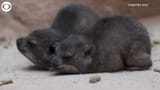 two-baby-rock-hyrax-hunching-next-to-each-other