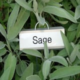 sage