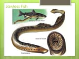 Jawless+Fish