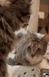 cat-wtf