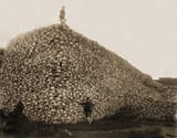 Bison_skull_pile-restored