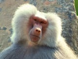 Baboon pictures