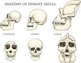 human-and-chimpanzee-gorilla-biology-and-anatomy-illustration-engraved-K0BYYK