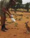 Baby Kangaroo hops into sack in Australian outback (no audio)_thumb.jpg
