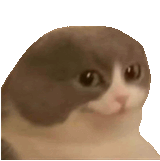 cat-funny-cat