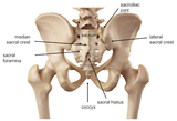 ass bones