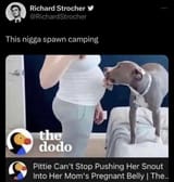 pitbull spawn camping