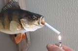 perch