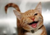 cat wink