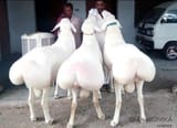 fat tailed sheep 3