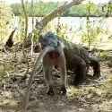 Hungry Komodo Dragon gulps down a giant monkey without even chewing_thumb.jpg