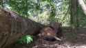 Spawn Camping - Baby Deer gets birthed from its mother&#039;s womb, directly into the gullet of a hungry Komodo Dragon_thumb.jpg