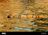 images (14)