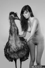 beaked