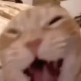 1731008850101754