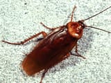 roach