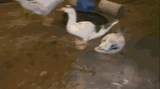 urban-rescue-ranch-rescue