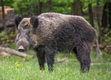 Wildschwein,_Nähe_Pulverstampftor_(cropped)