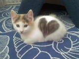heartkot