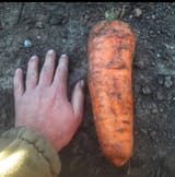 huge ass carrot